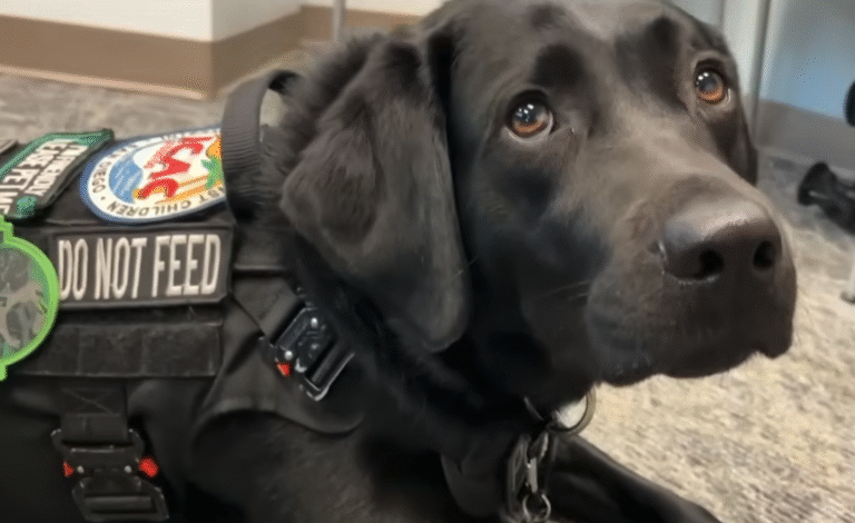 Black lab busts child predators Screenshot 2026 01 26 at 12.46.54 PM